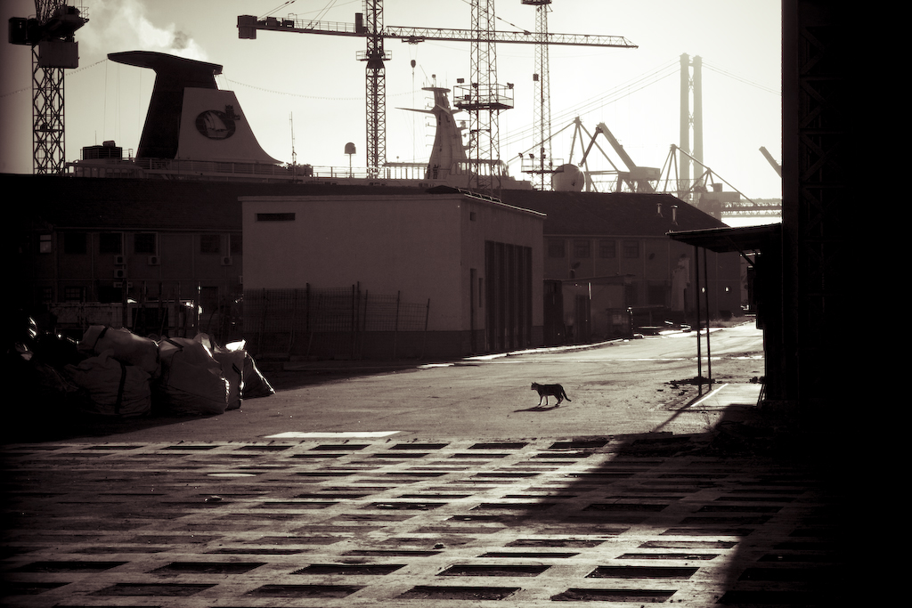 Cat & docks