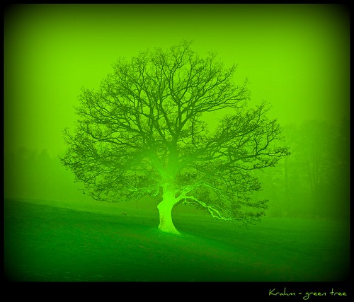 Krahm - green tree in a green universe by NPPhotographie
