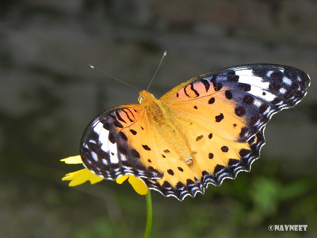Butterfly in Orange I