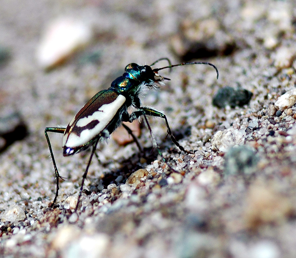 Great Sand Dunes Tiger Beetle - Cicindela theatina | Flickr