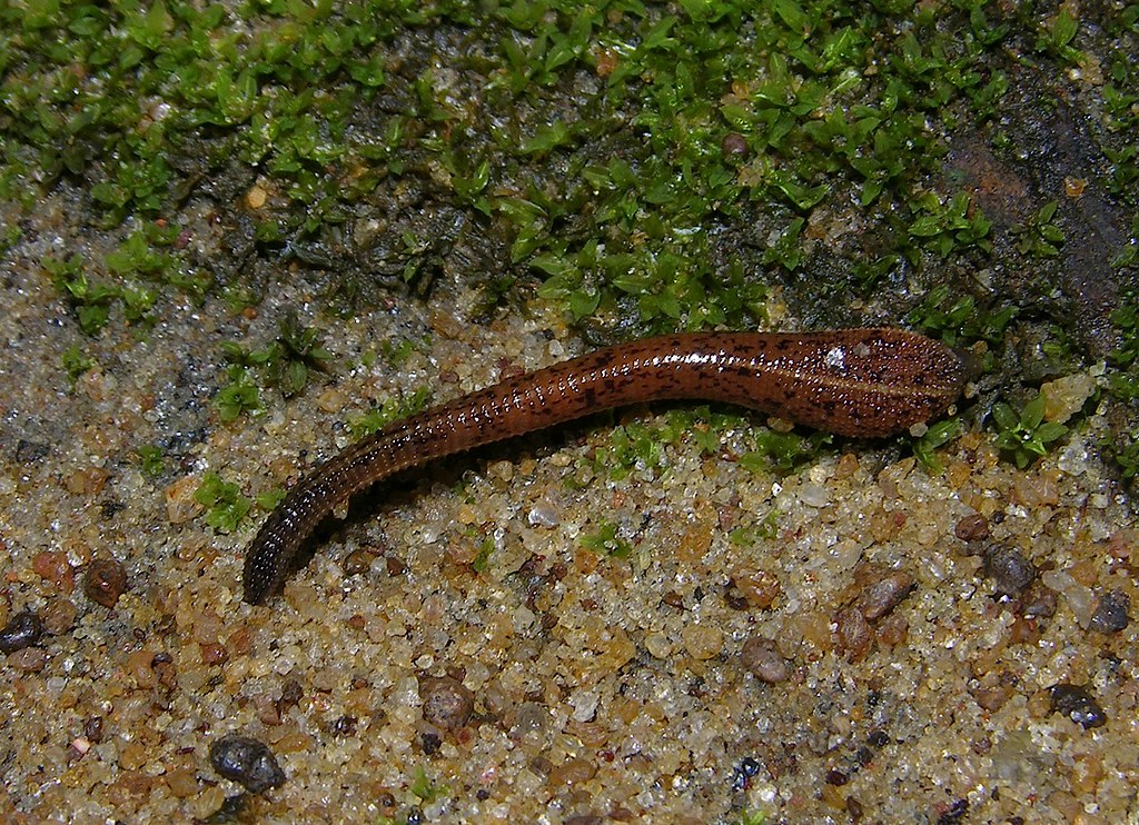 Blood sucker, A small terrestrial leech from Sri Lanka's Si…