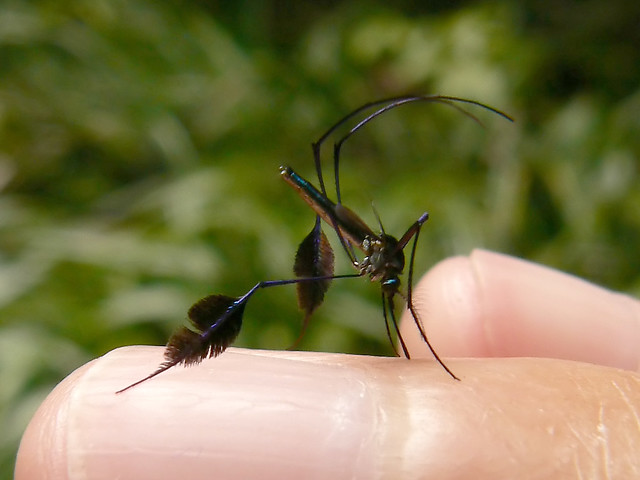 Sabethes (a mosquito), from french Guiana