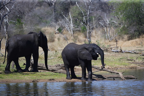 Черная слоновая. Черные слоны. Черные слоны бывают. Черный слон фото. Маленький чёрный слон.