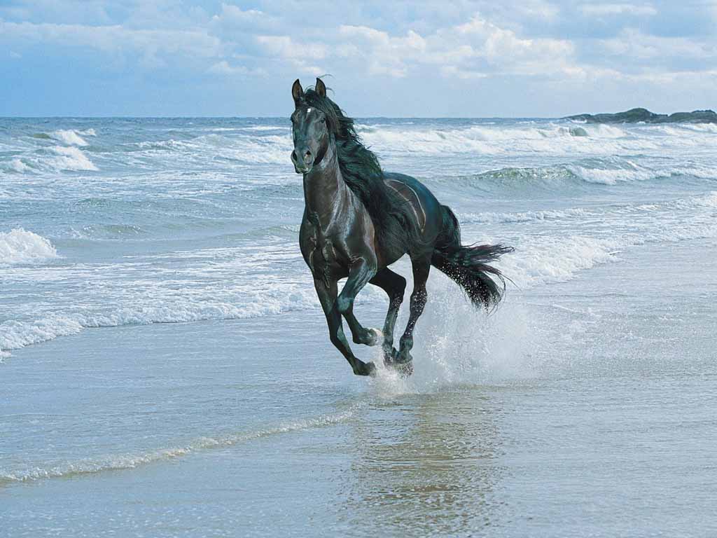 Black Horse Running on the Beach | horselover16 | Flickr