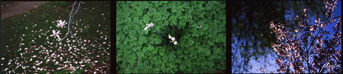 Fallen, growing and blooming Flowers X3 Scan-081022-0015-output.jpg