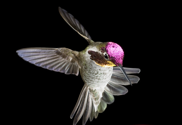 male_annas_hummingbird6