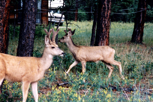 newmexico nature ilovenature wildlife deer 100views glenspics vanetten