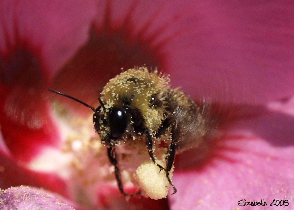 Bee in Flight | I spent quite a bit of time this afternoon t… | Flickr