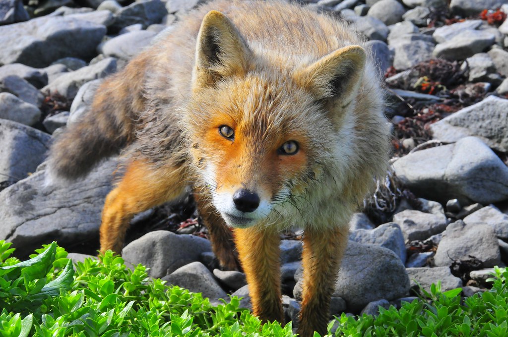 Aleutian Fox | If she could speak what would the question be… | Flickr