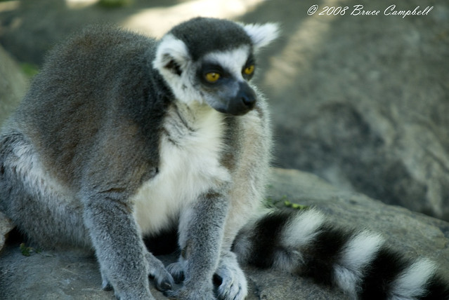 lemur - eyes that see in the Dark