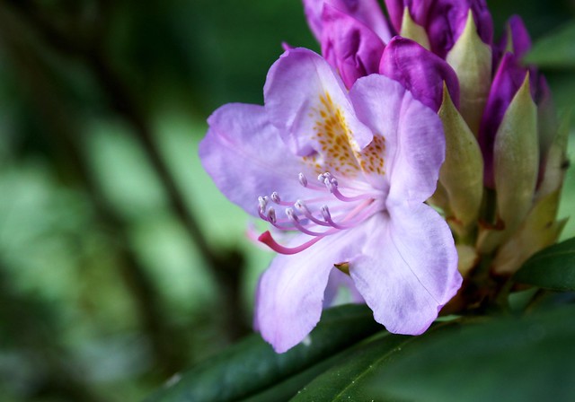 rhododendron in the evening