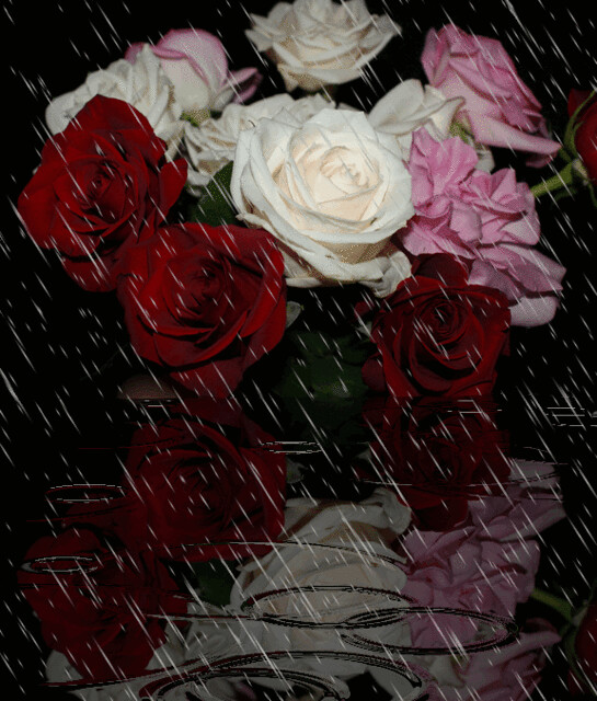 Roses in the Rain (Animated) | ClaraDon | Flickr
