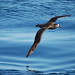 Flickr photo 'Black-footed Albatross' by: Jay Iwasaki.