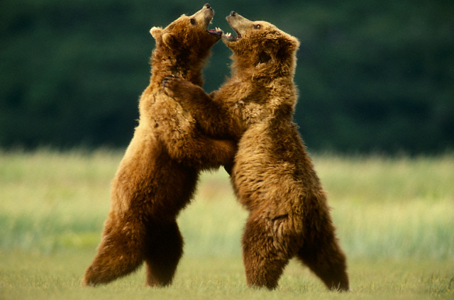 Place your bets on this bear fight bitcoin cash trading