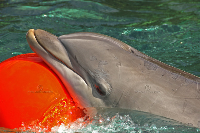 Seaworld Dolphins - Shot 1