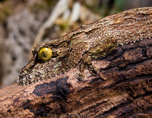 Uroplatus sikorae sikorae - Mossy Leaf-tailed Gecko
