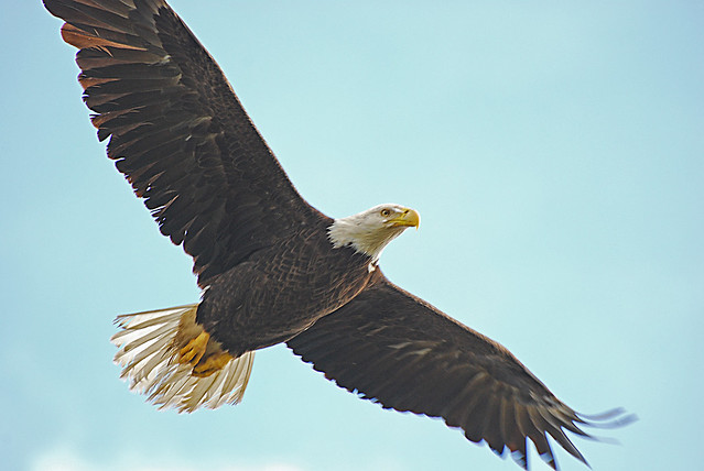 bald eagle in flight 124