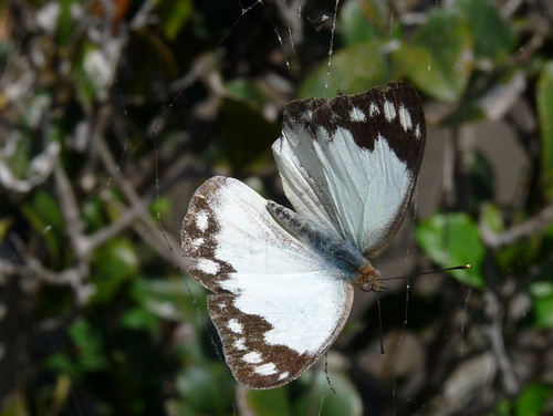 butterfly insect australia lepidoptera cobweb qld 1770 seventeenseventy capergull ceporaperimale