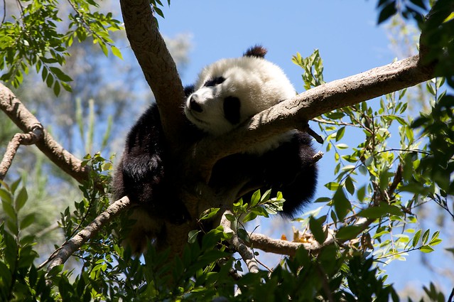 06/15/2008 Panda at San Diego Zoo