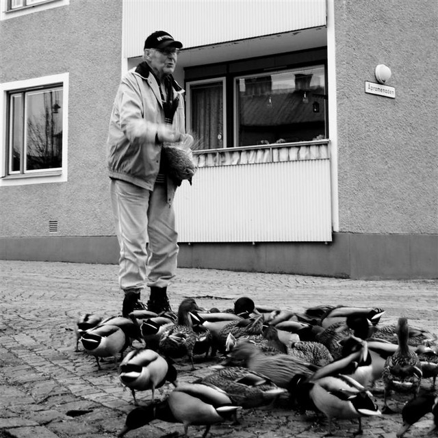 The man and the ducks