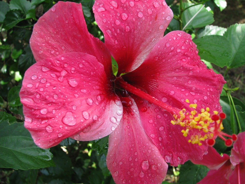 Flor de amapola