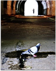 The Pigeon and the Runner