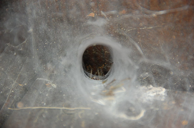 Spider's nest