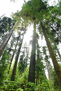 Macmillan Provincial Park 北美紅杉巨木 Cathedral Grove 聖殿叢林 位於麥 Flickr