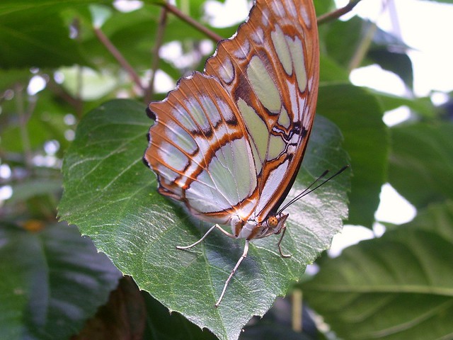 Green Malachite Butterfly