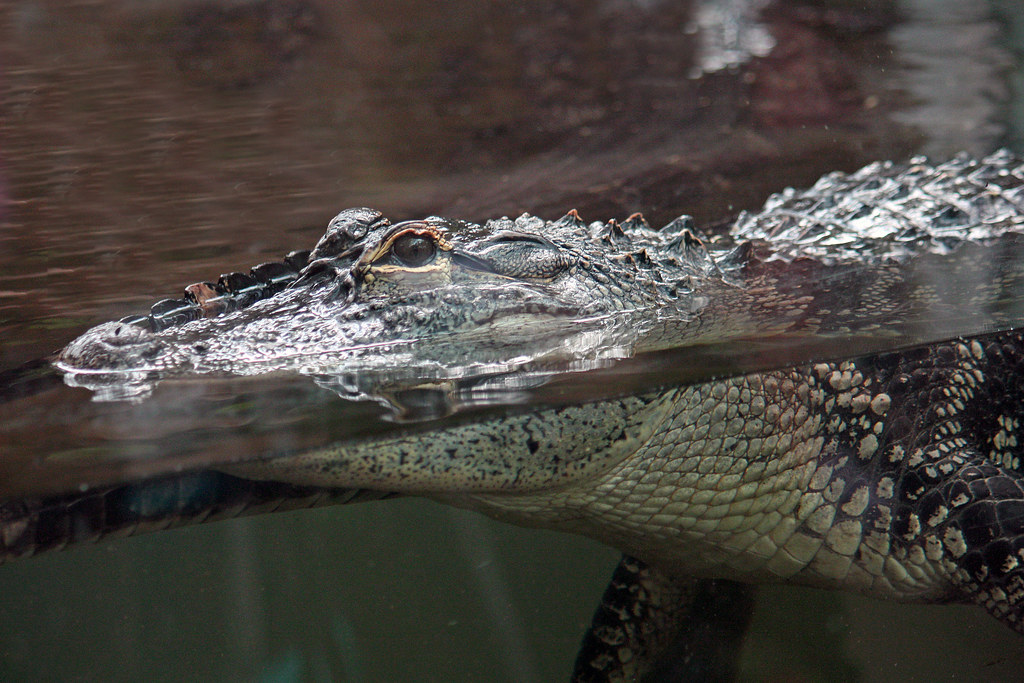 American Alligator   14/365