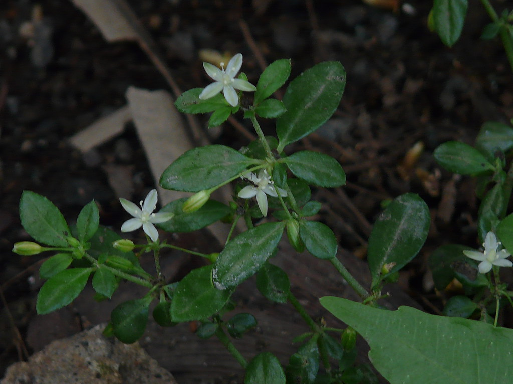 20 seed Glinus oppositifolius Thai ancient herb New 