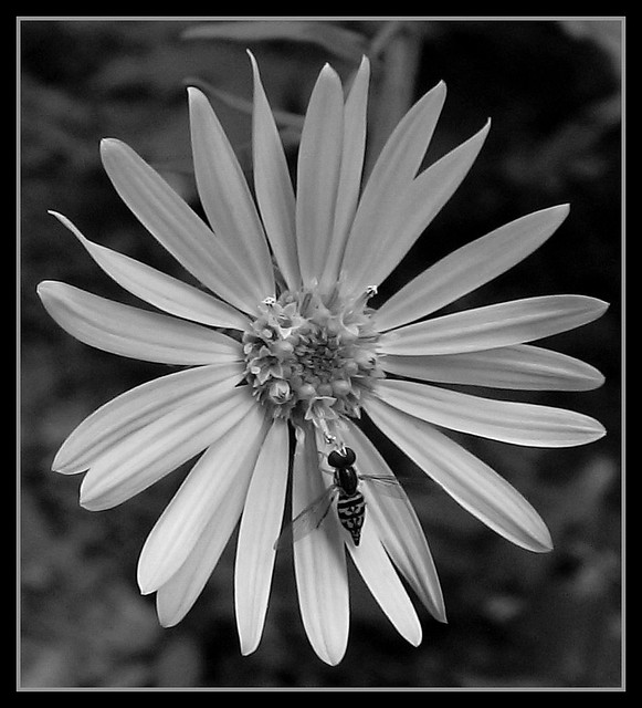 Flower and a Sweat Bee  (B&W)