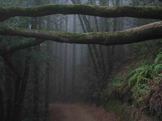The misty forest