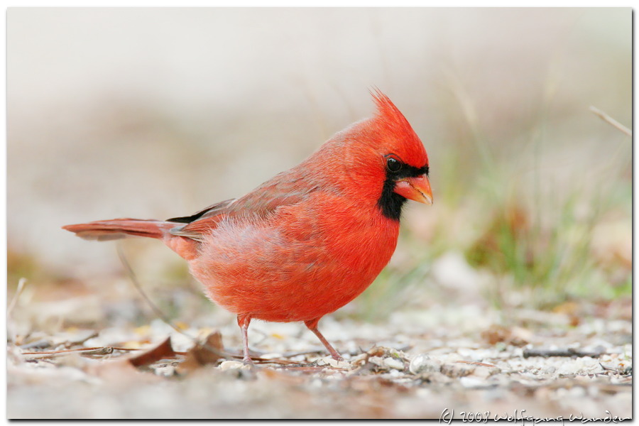 Fr0wning Cardinal by Wolfgang Wander
