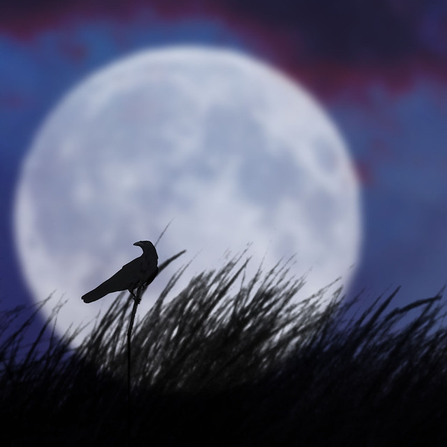 The bird and the moon II