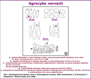 Agrocybe vervacti - schéma microscopique | by Roland Labbé