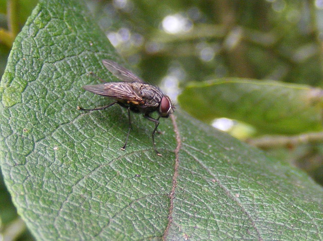 House fly (Helina sp)