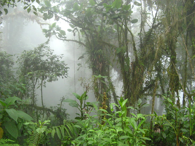 Cloud forest near Estación San Gerardo, Puntarenas, Costa Rica