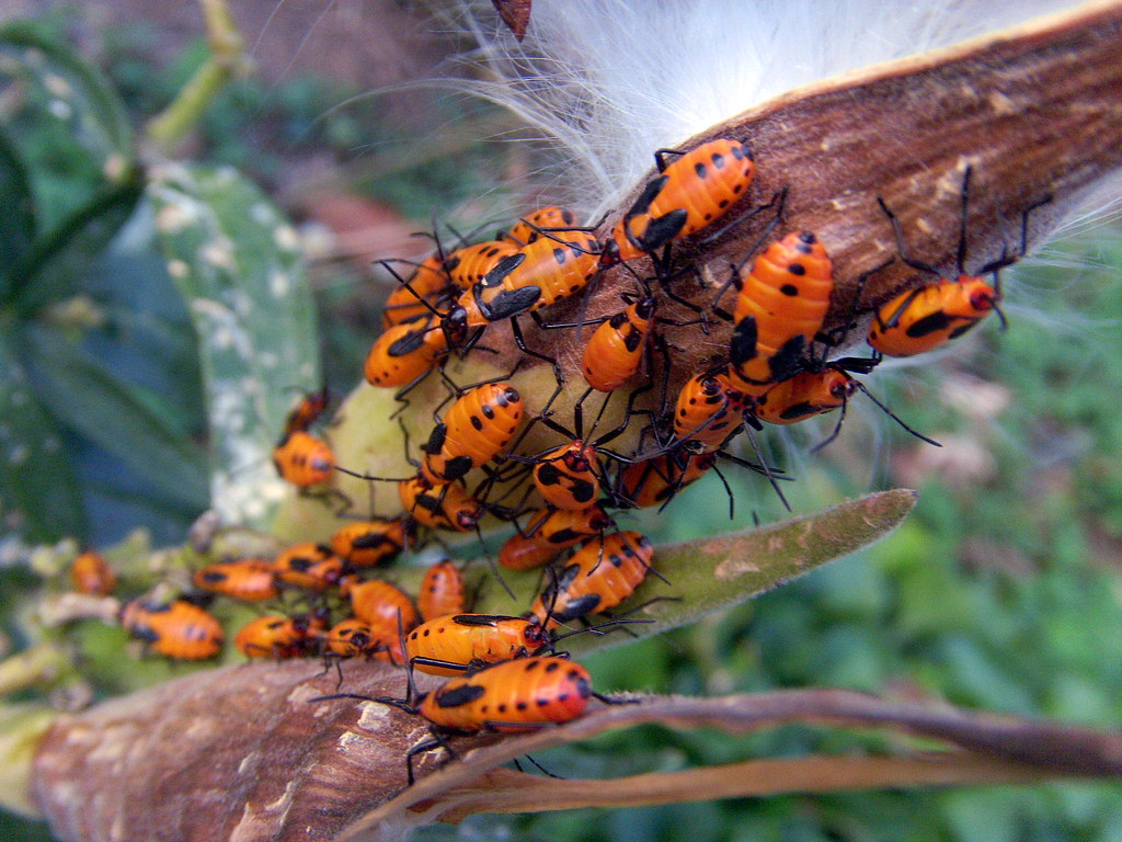 Orange Bugs Everywhere! | Found this little flower bush that… | Flickr