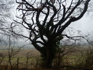 Stark tree Saunderton circular via Bledlow