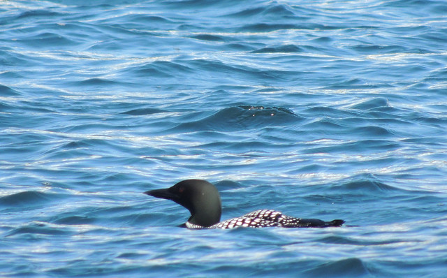Common Loons hunting for food