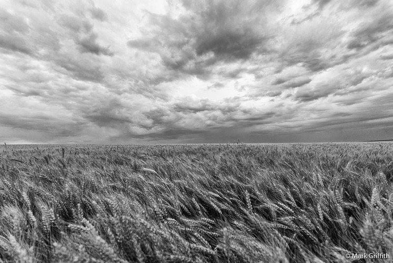 The Wind Blows Left