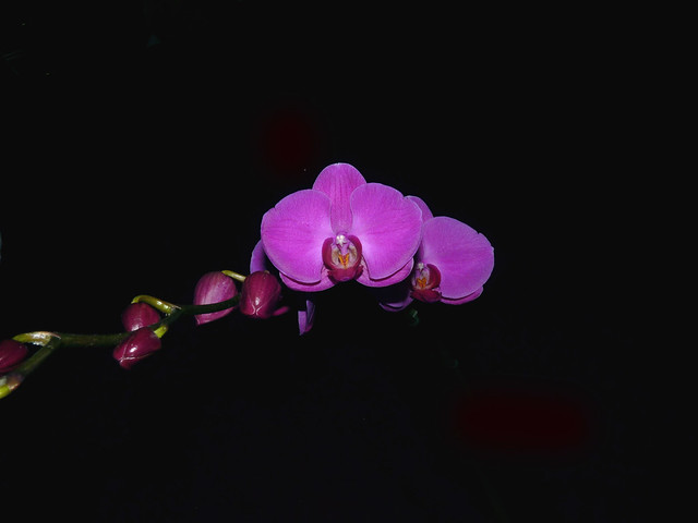 Phalaenopsis Unknown [Fire Royal Purple] hybrid orchid, 1st bloom 6-15