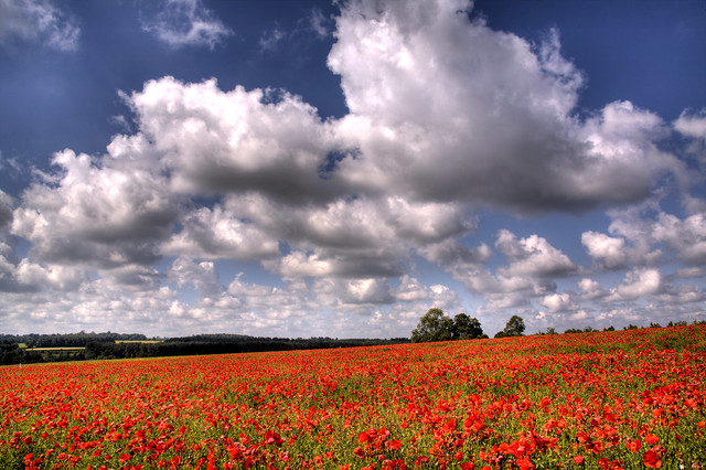 Norfolk Poppy Field