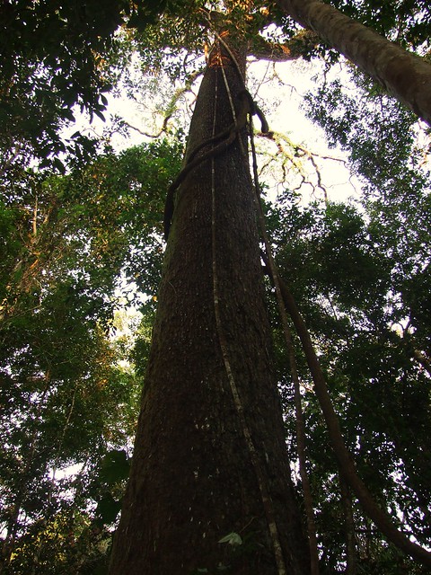 Giant tree at Tambopata