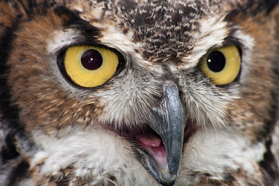 photo of owl's face