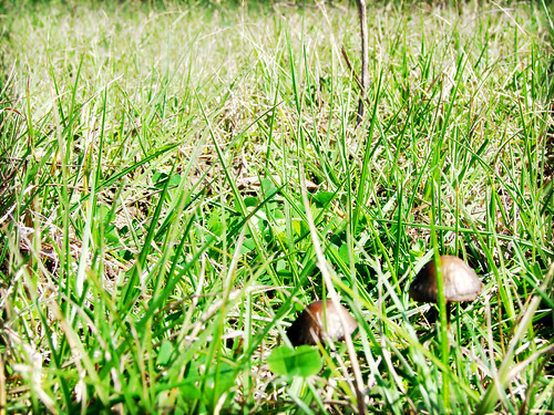 DSC01013lomo by Kymberlie R. McGuire, mushroom grass mushrooms hfw glof gayhill gayhilltx gayhilltexas