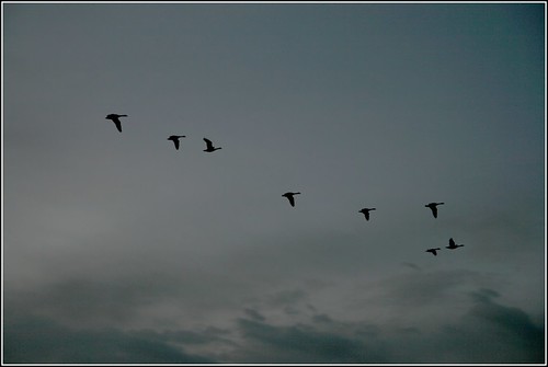 silhouette sunrise geese flock overhead geeseinflight wronglens tamron1750mmf28 eos400d canondigitalrebelxti naturessilhouette