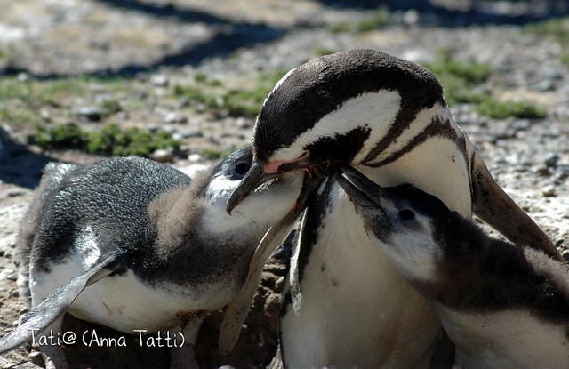 Punta Tombo - Pinguini di Magellano