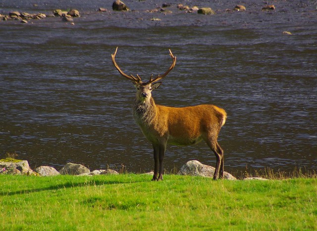 A real "Monarch of the Glen"